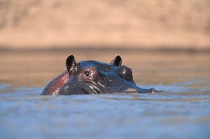 a hippopotamus swimming in a body of water