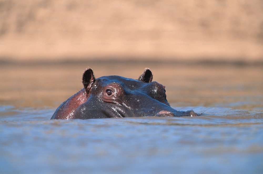 a hippopotamus swimming in a body of water