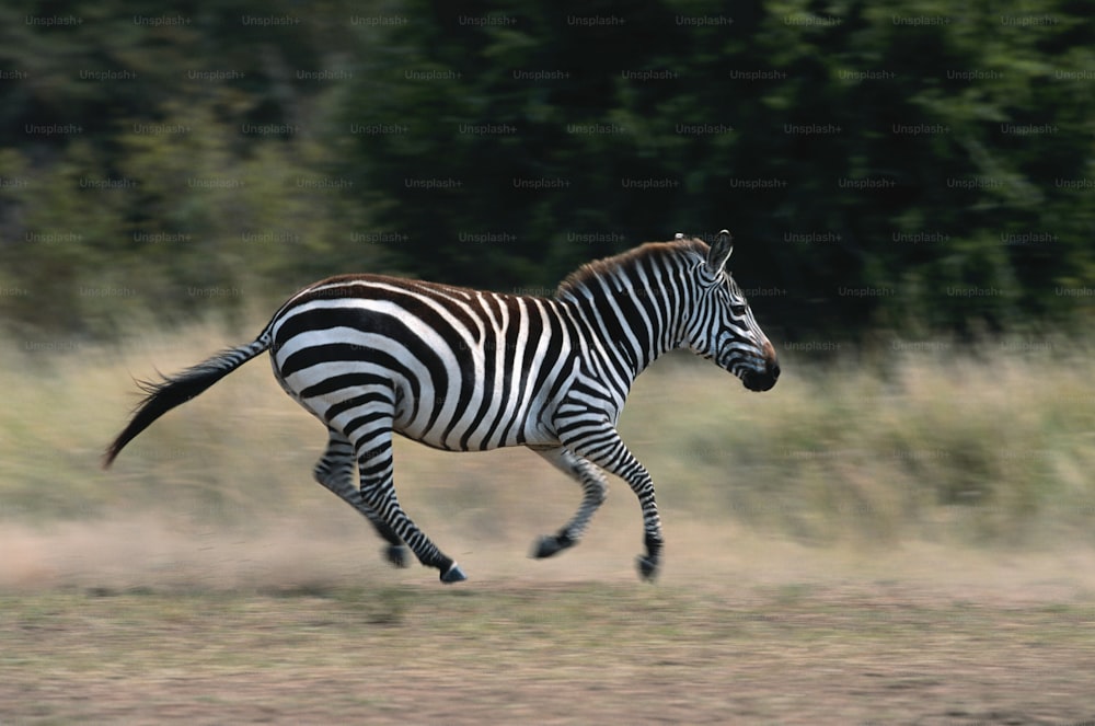 Una zebra che corre in un campo con alberi sullo sfondo