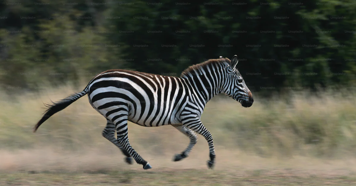 木を背景に野原を走るシマウマの写真 – Unsplashの縞馬の画像