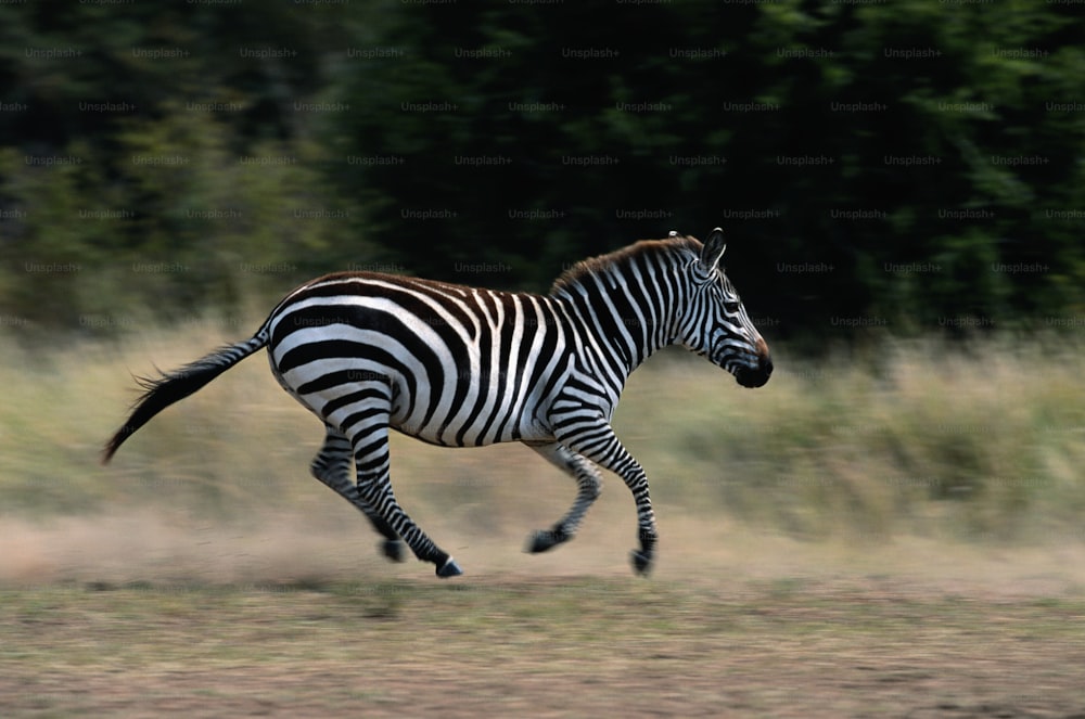 a zebra running in a field with trees in the background