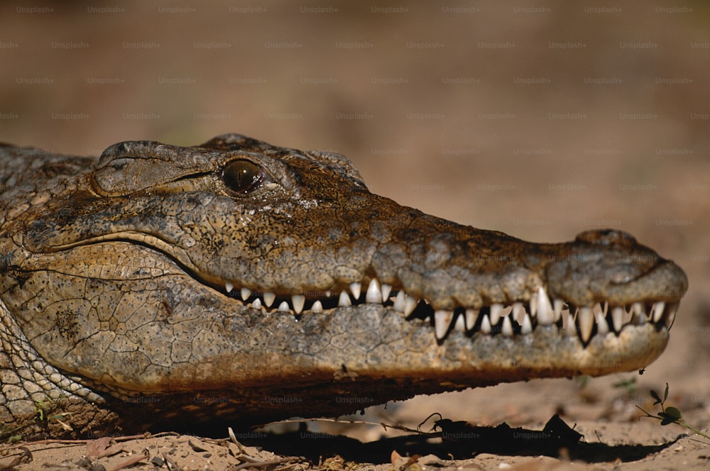 um close up da cabeça de um crocodilo com dentes