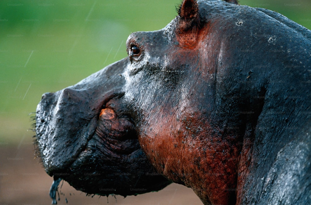 um close up de um hipopótamo com um campo verde ao fundo