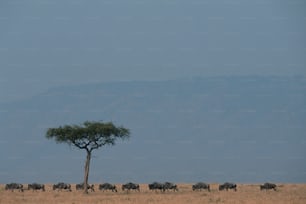 Eine Herde von Tieren, die über ein trockenes Grasfeld laufen