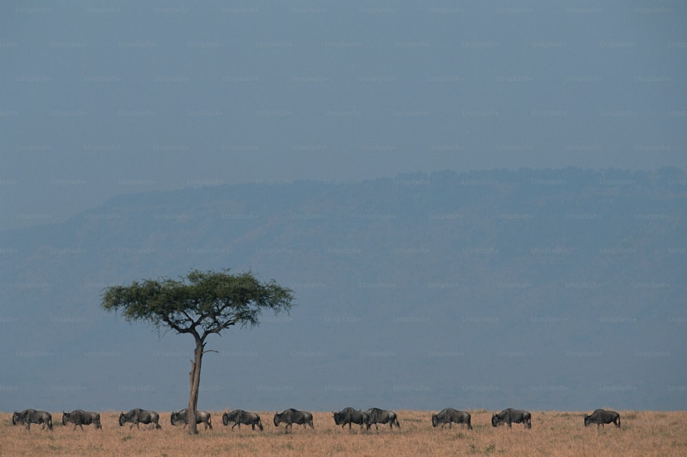 um rebanho de animais caminhando por um campo de grama seca