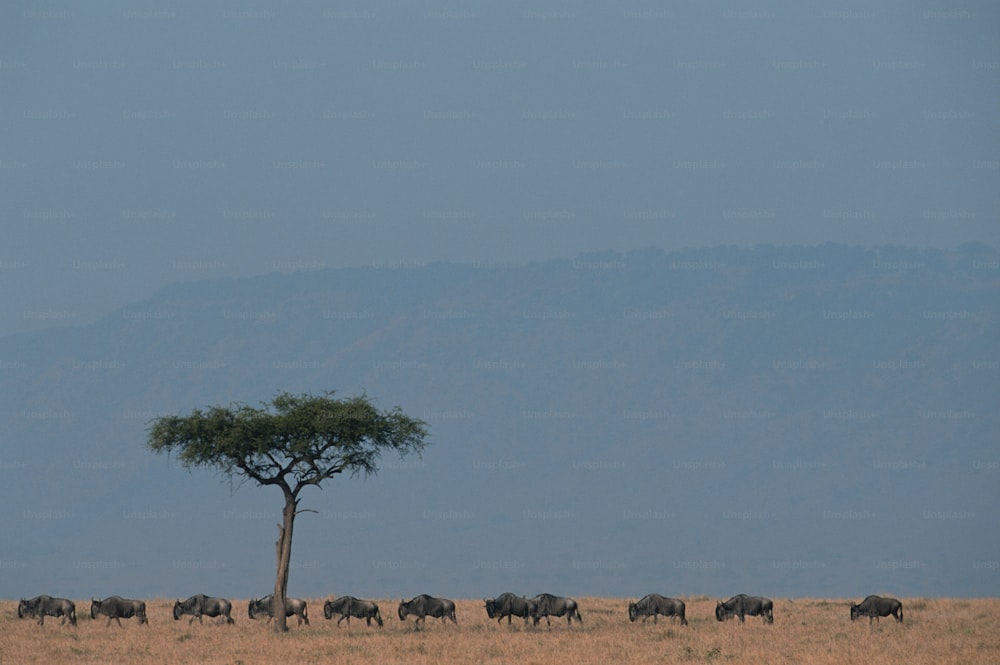 a herd of animals walking across a dry grass field