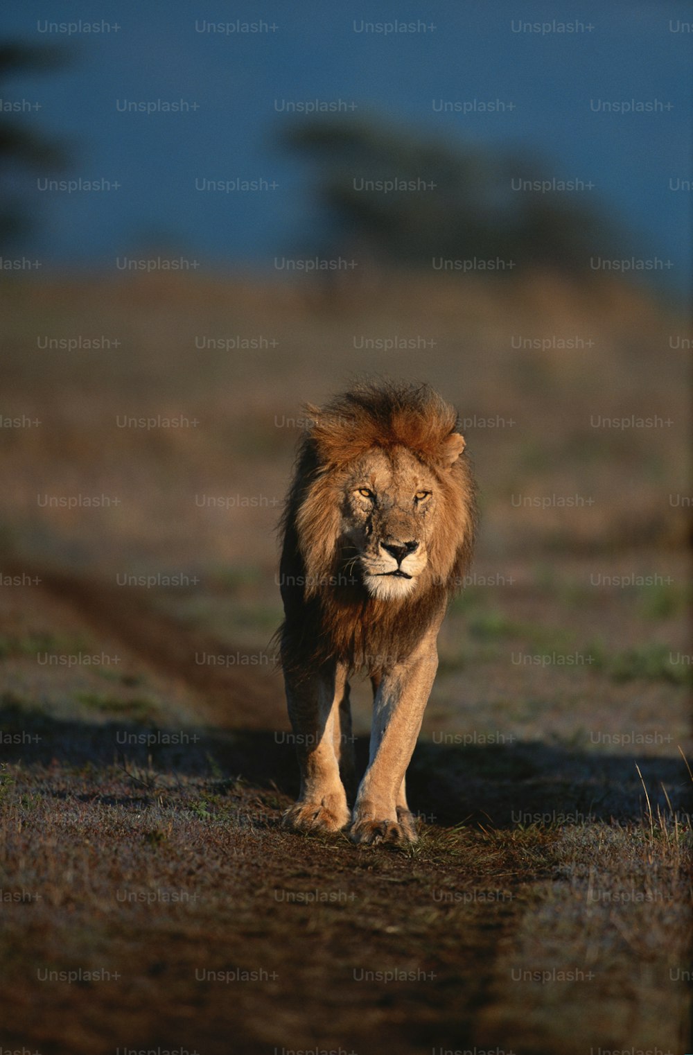 Un lion marchant dans un champ couvert d’herbe