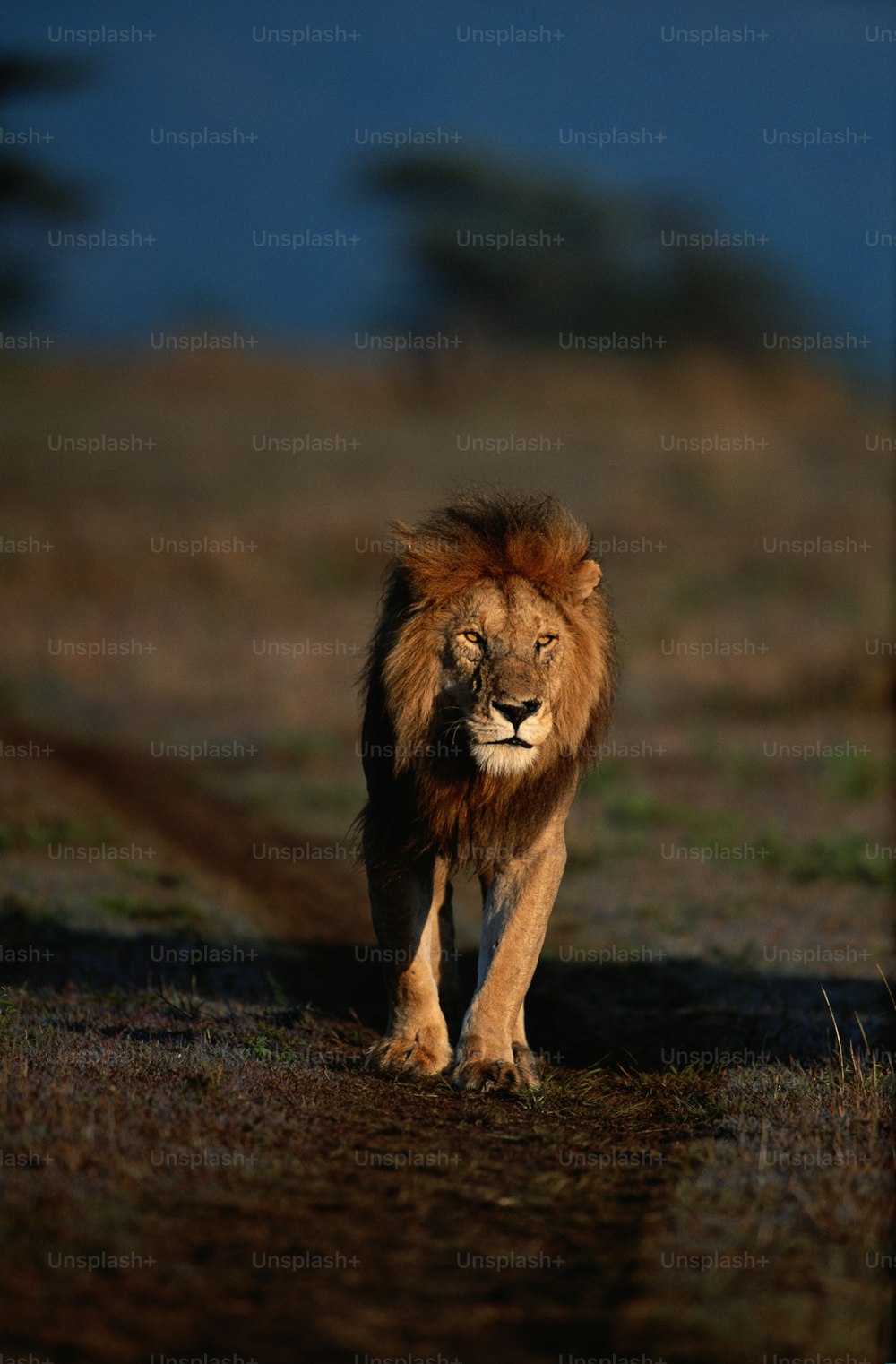 a lion walking across a grass covered field