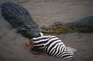 a zebra eating a crocodile in the water