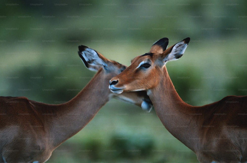 a couple of deer standing next to each other