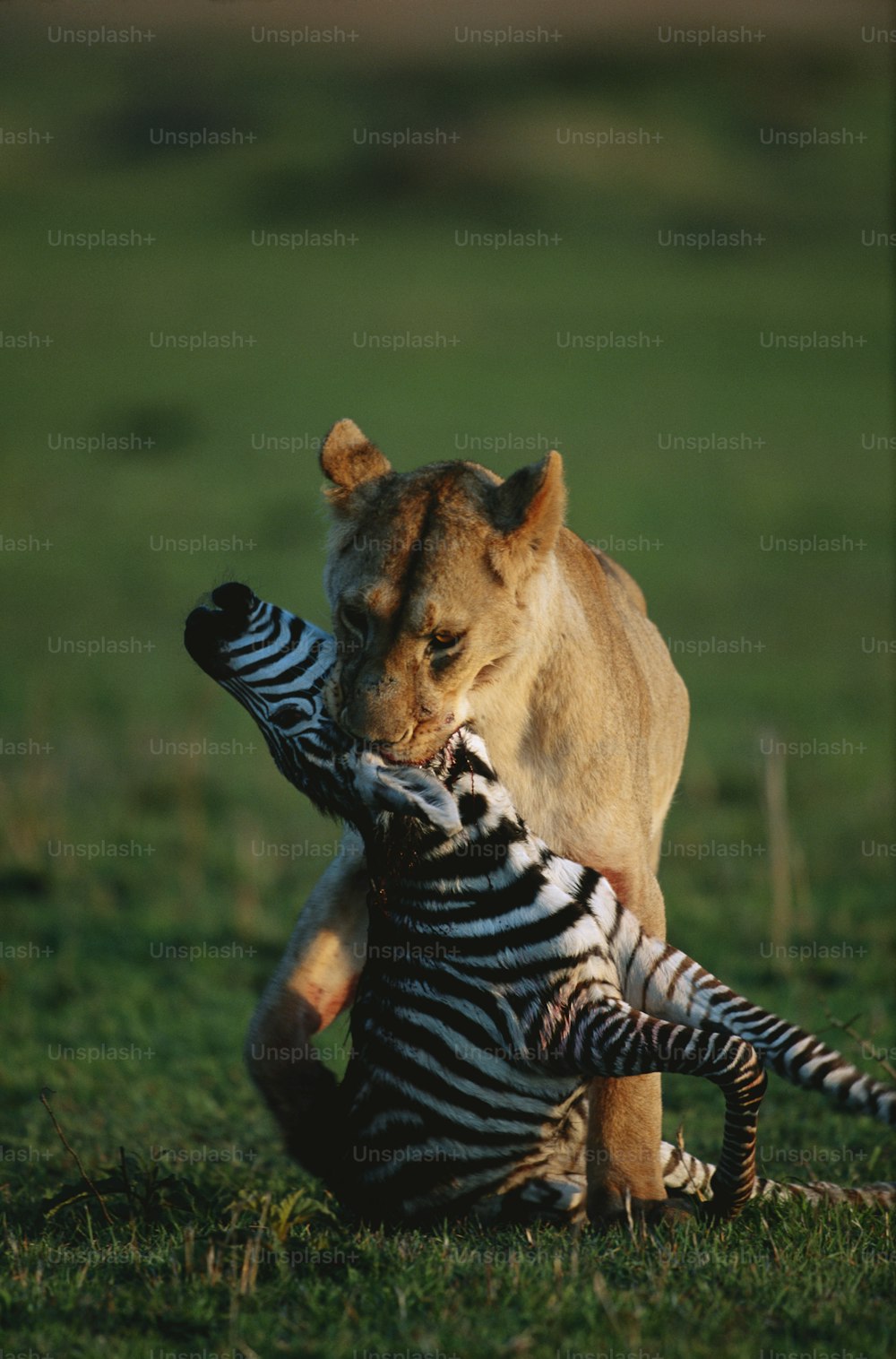 Ein Löwe spielt mit einem Zebra auf einem Feld