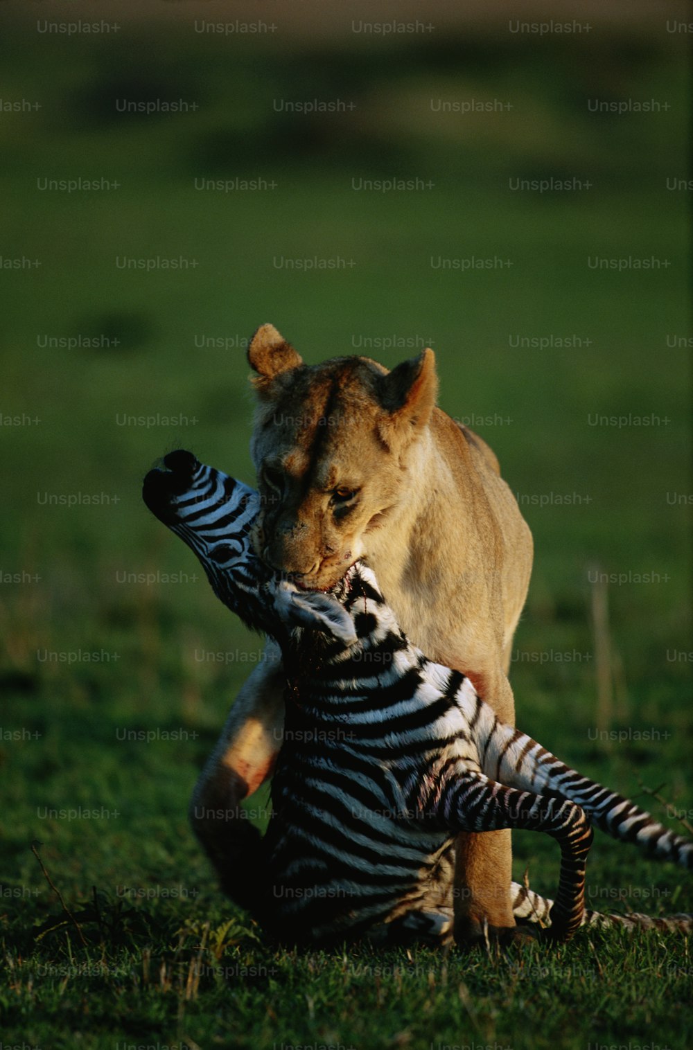 a lion is playing with a zebra in a field
