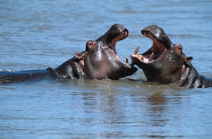 a couple of hippos playing in the water
