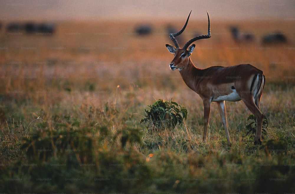 a gazelle standing in the middle of a field