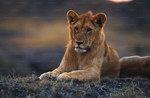 a close up of a lion laying in the grass