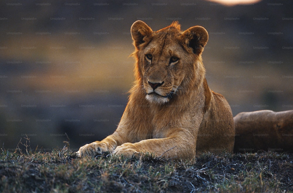 Un primer plano de un león tendido en la hierba