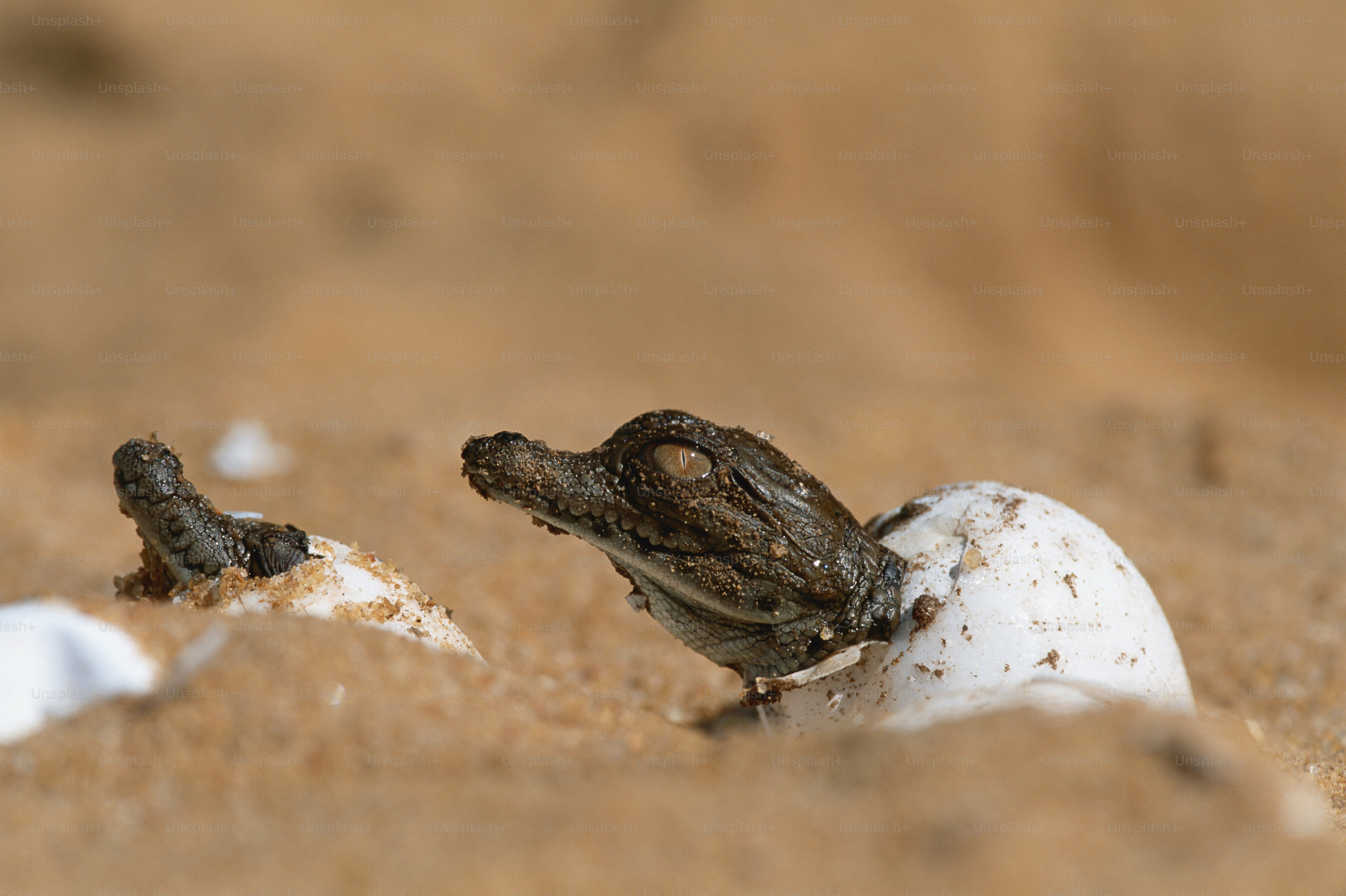 a bug crawling out of an egg in the sand