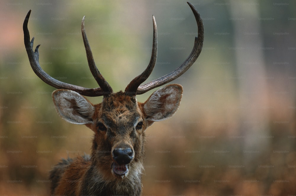 a close up of a deer's head with antlers