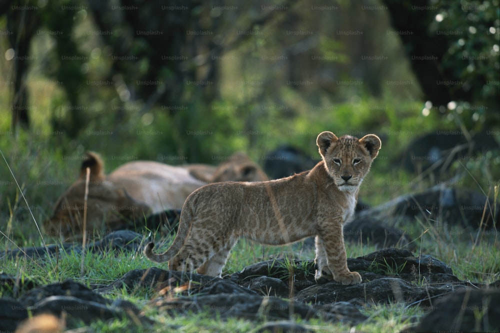 a young lion cub standing in the grass