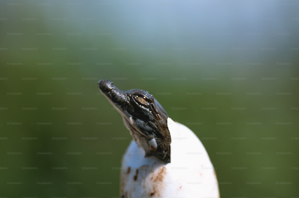 um close up de um pequeno lagarto em cima de um objeto branco