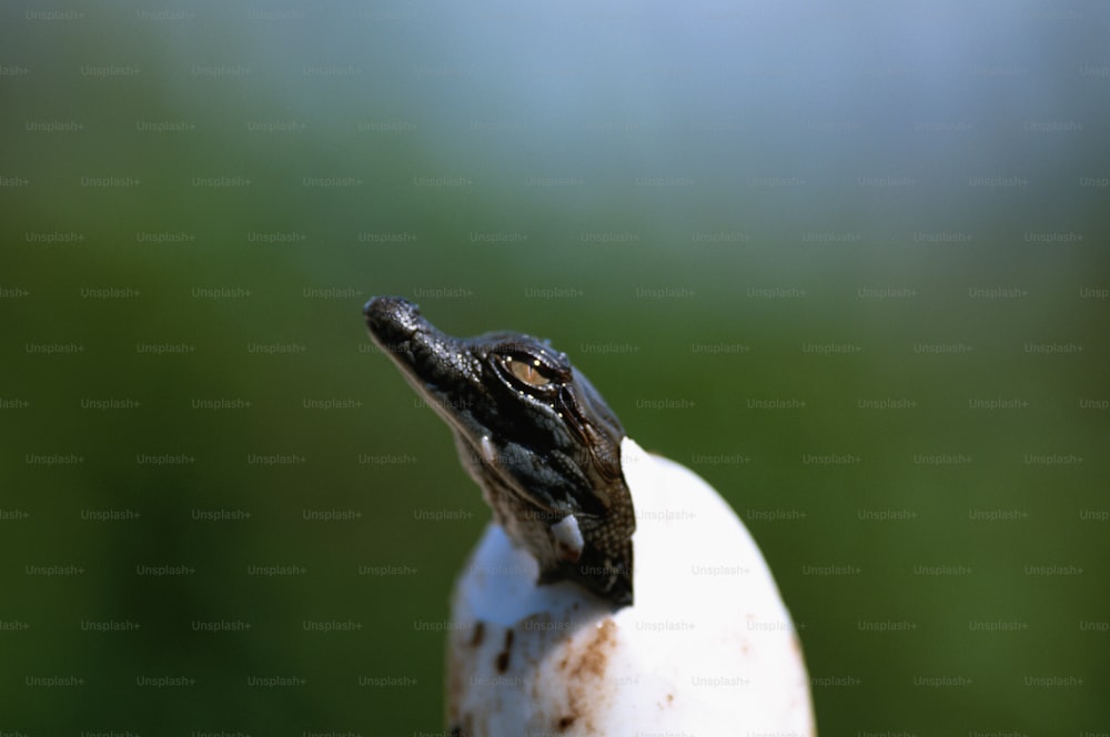 a close up of a small lizard on top of a white object