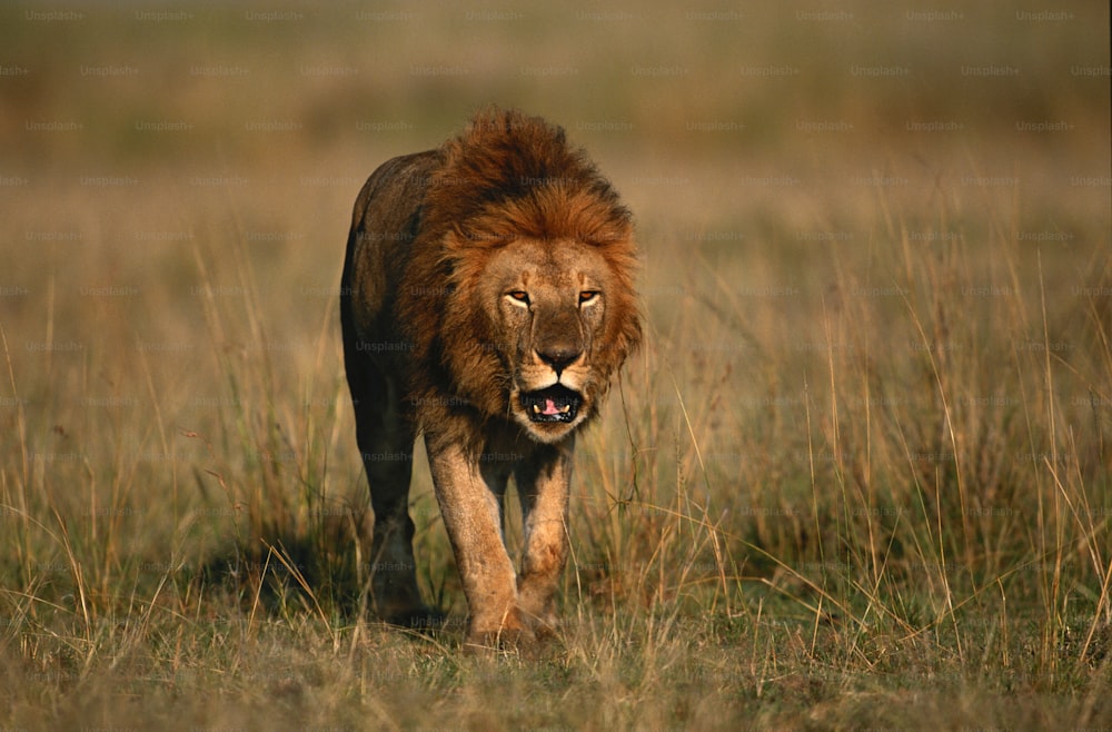 Ein Löwe, der durch ein Feld mit hohem Gras geht