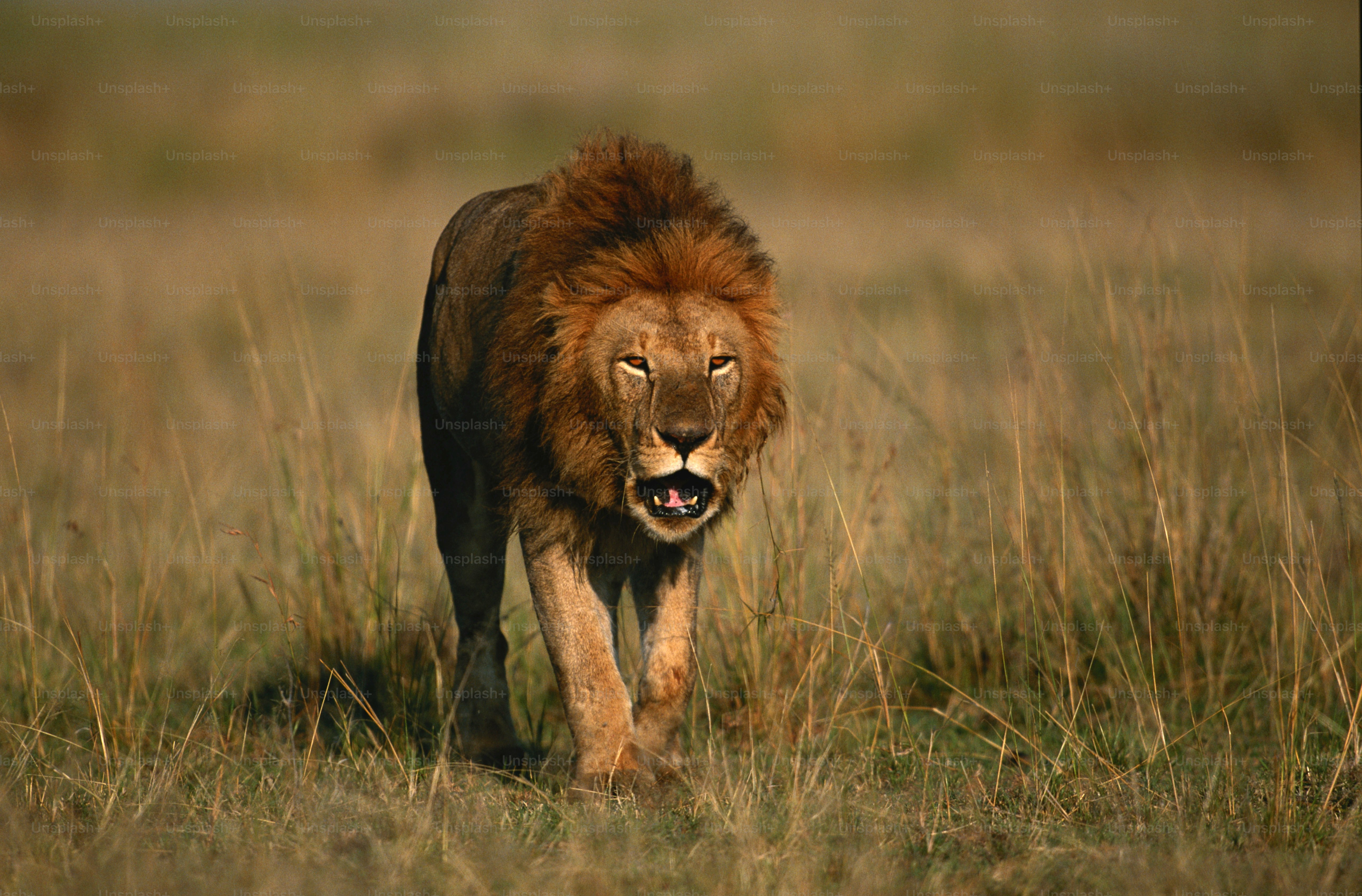 a lion walking through a field of tall grass