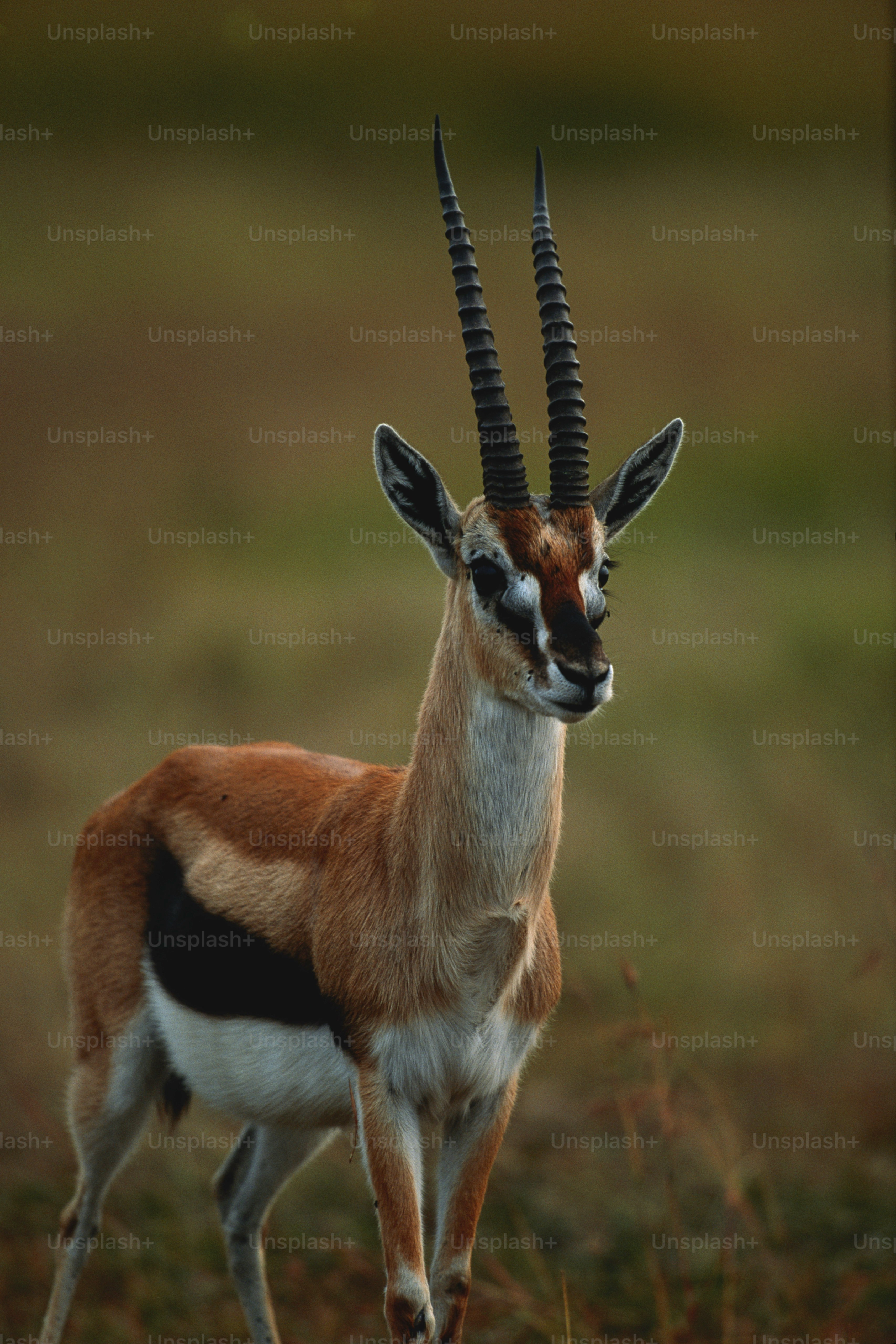 a gazelle with long horns standing in a field