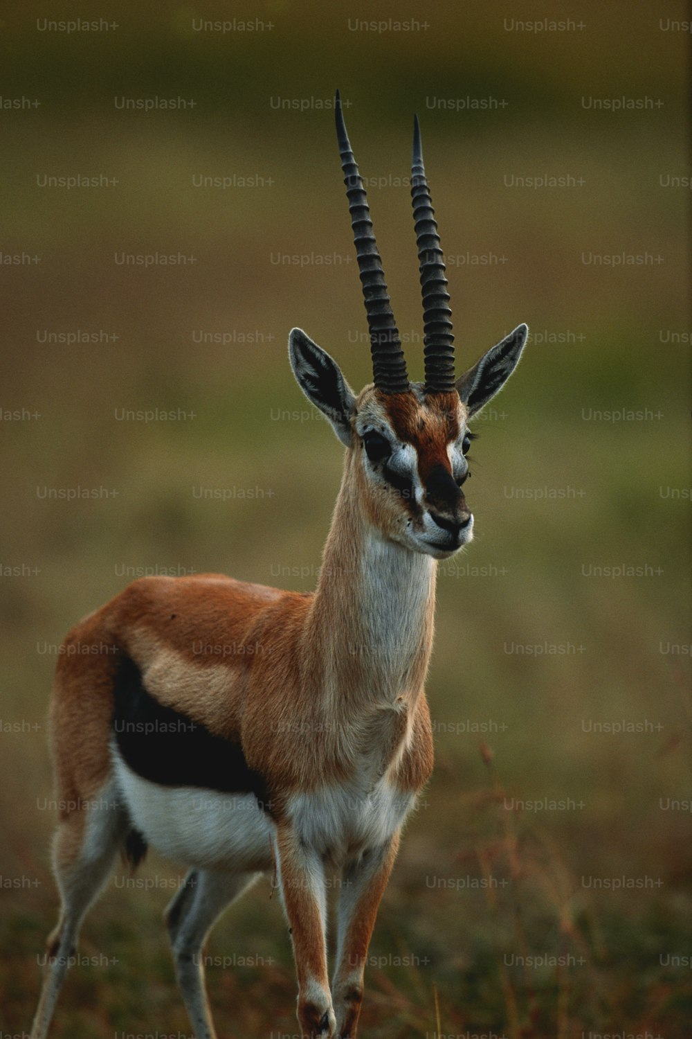 eine Gazelle mit langen Hörnern, die auf einem Feld steht