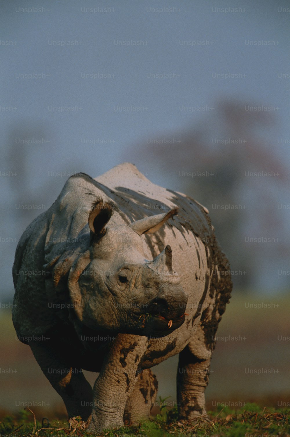 a rhinoceros standing in a field with trees in the background