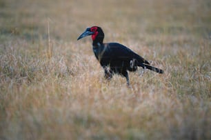 a black bird with a red head standing in a field