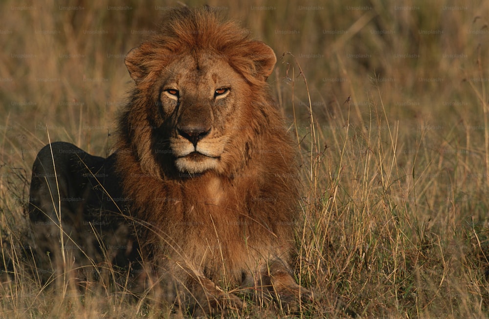 a lion sitting in a field of tall grass