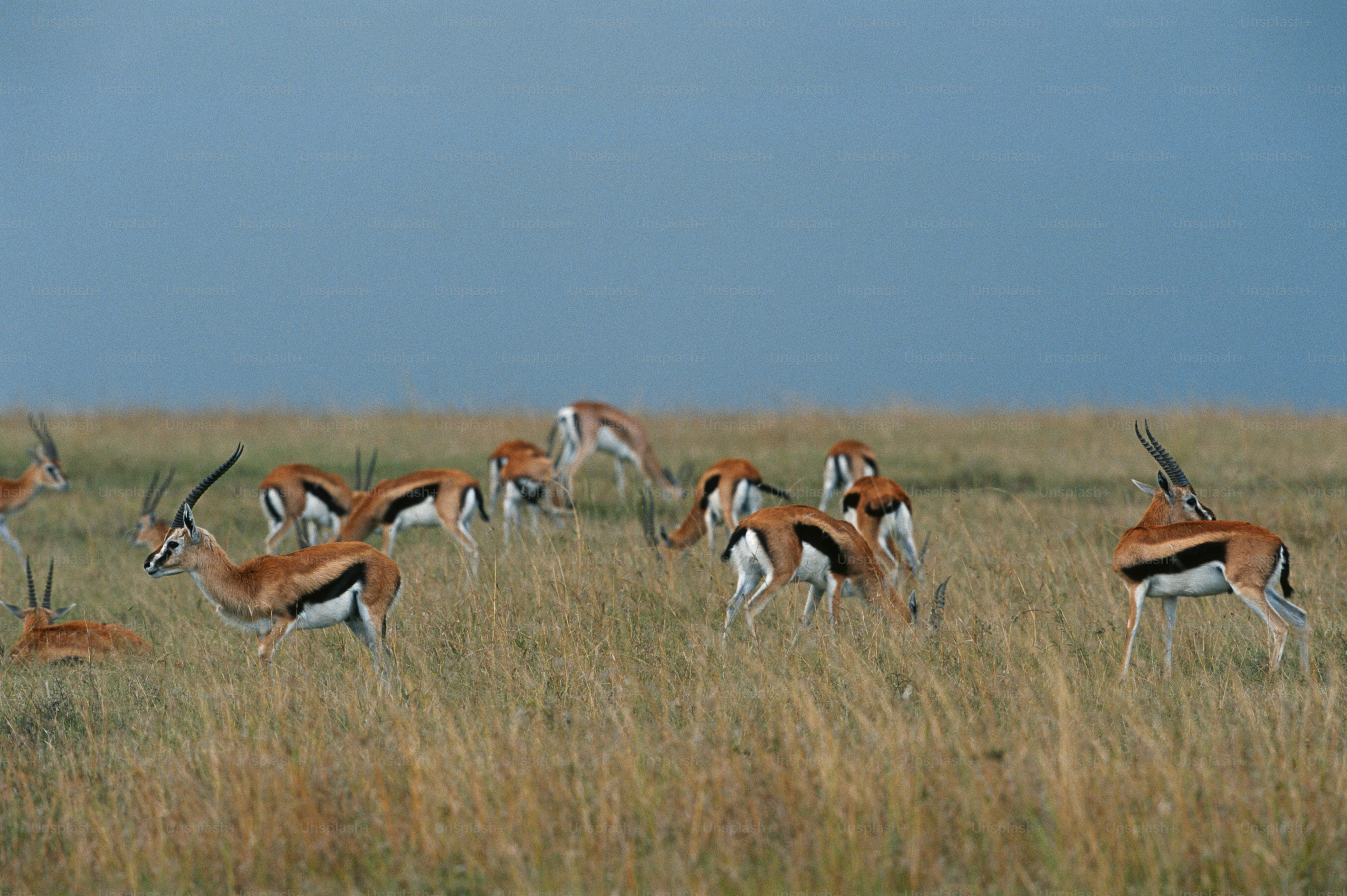 Northern Serengeti