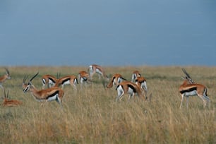 Una manada de antílopes de pie en la parte superior de un campo cubierto de hierba