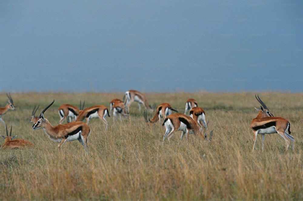 a herd of antelope standing on top of a grass covered field