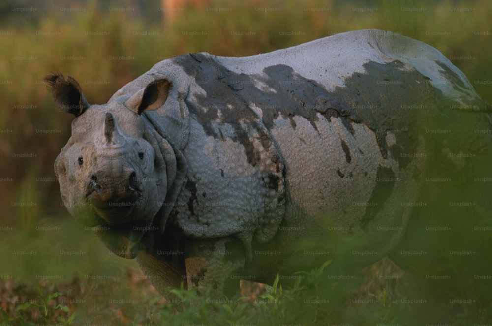 Un rinoceronte in piedi in un campo di erba alta