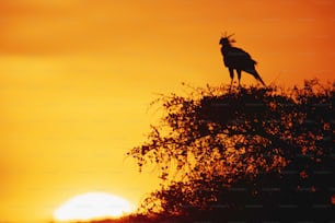 a bird perched on top of a tree at sunset