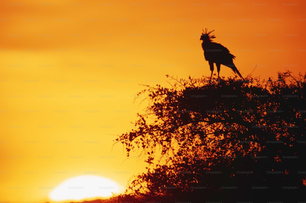 Un uccello appollaiato sulla cima di un albero al tramonto