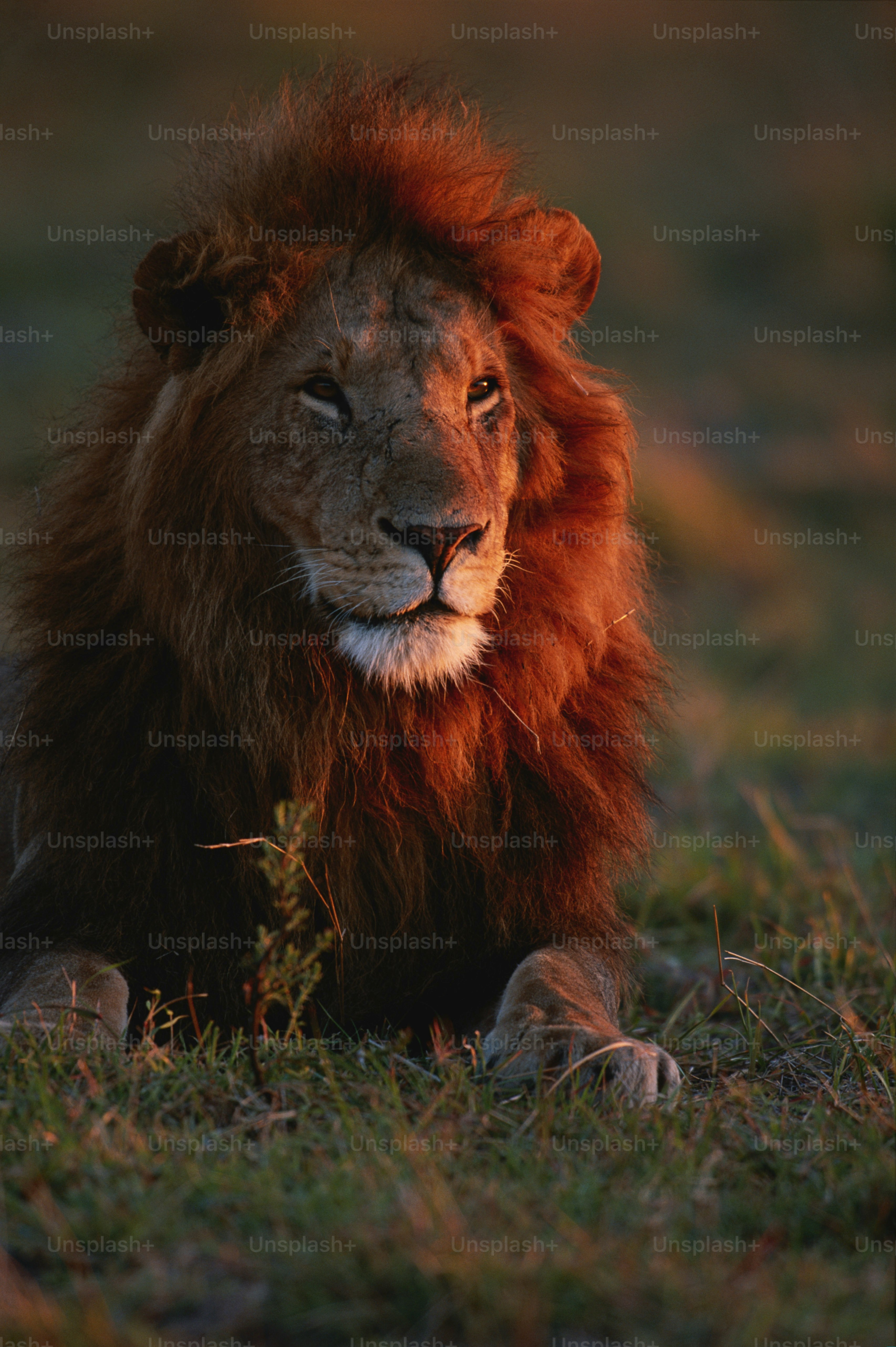 a close up of a lion laying in the grass