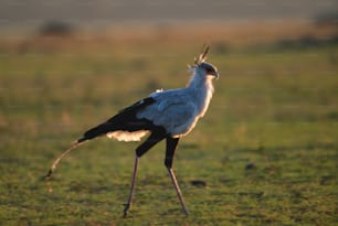 a white and black bird standing in a field