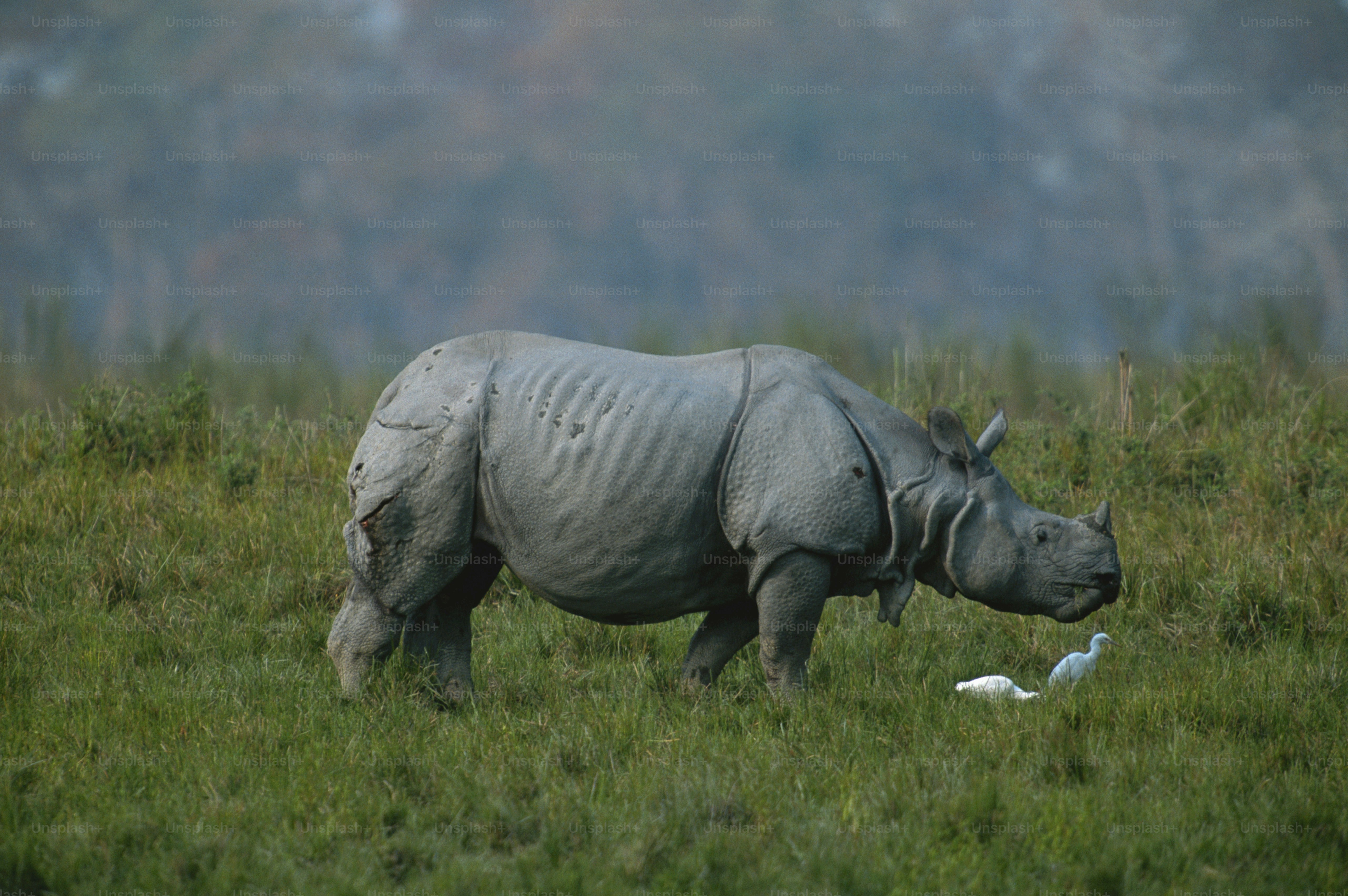 Ein Nashorn, das Gras auf einem Feld frisst
