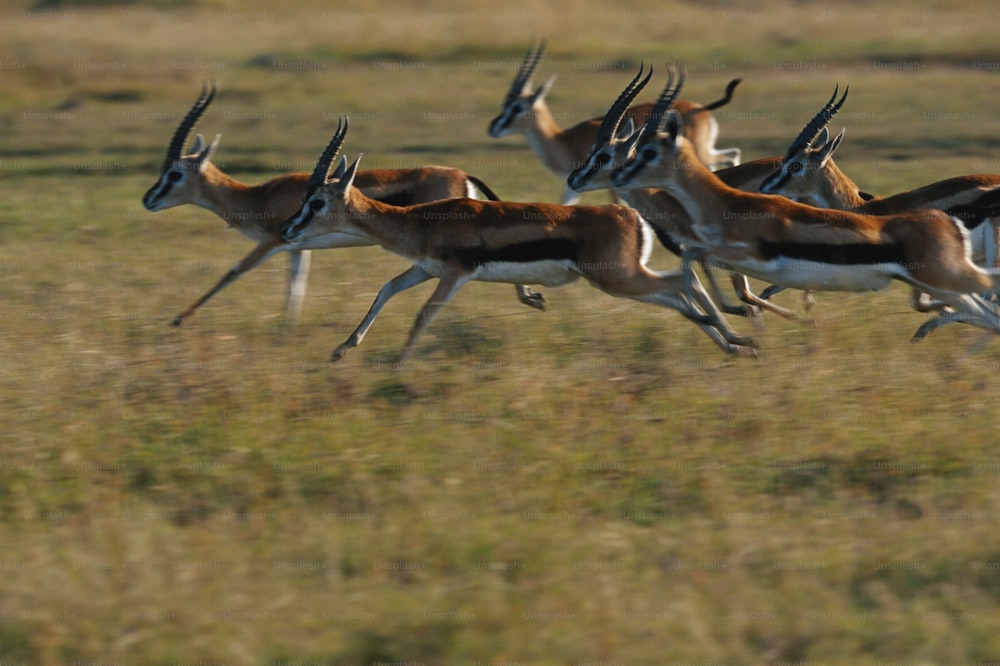 eine Antilopenherde, die durch ein grasbewachsenes Feld rennt