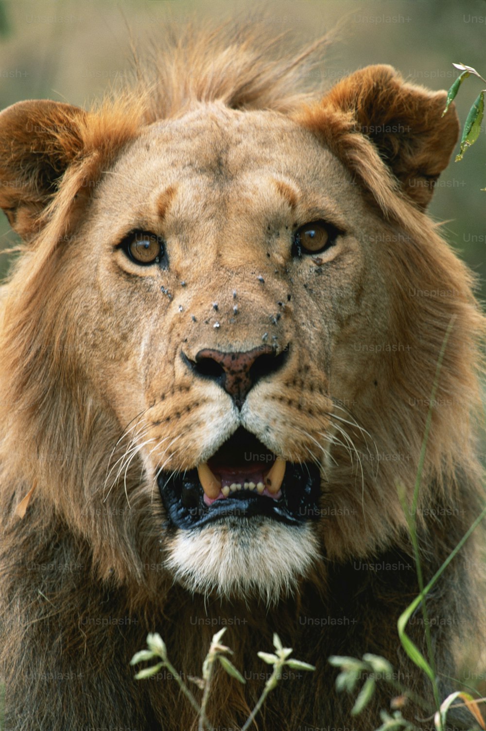 a close up of a lion in a field