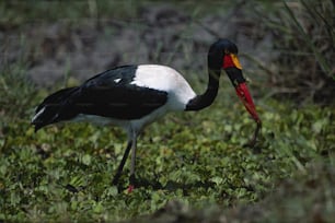a black and white bird with a red beak