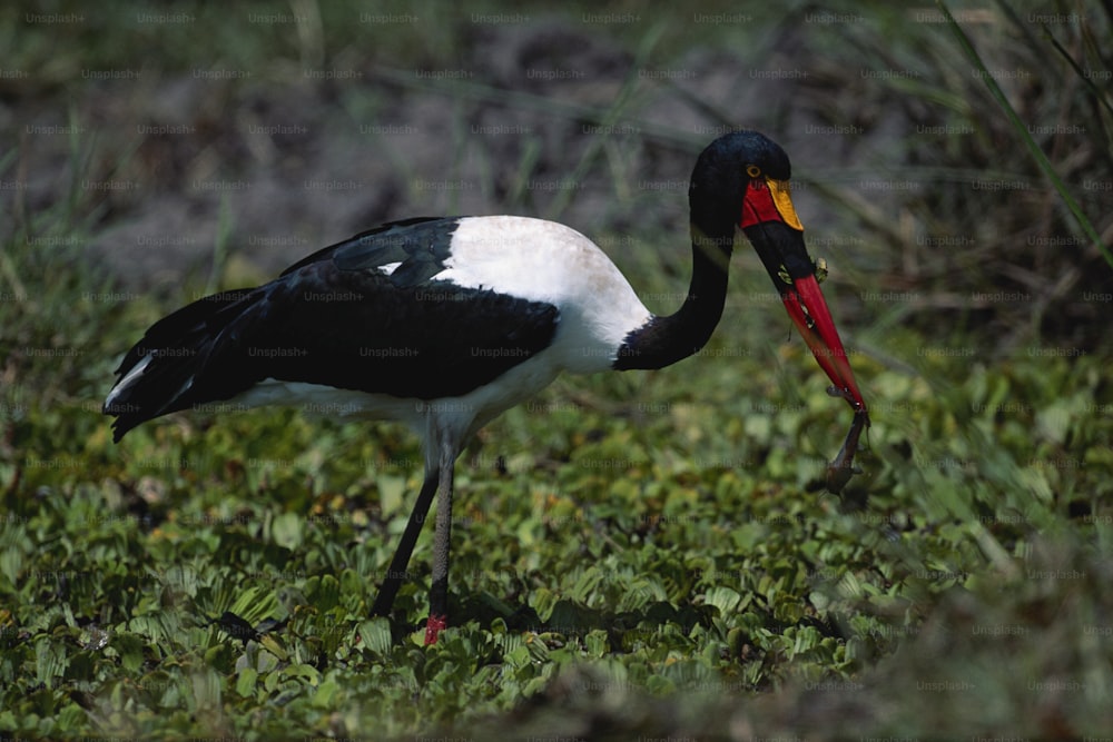 a black and white bird with a red beak