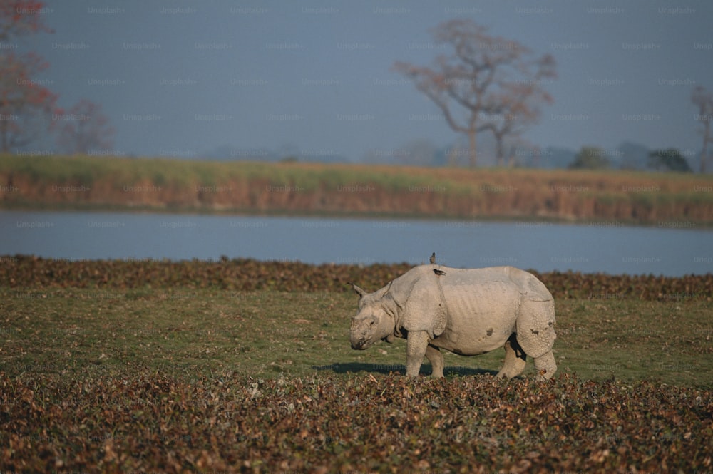 Un rinoceronte blanco parado en la cima de un campo cubierto de hierba