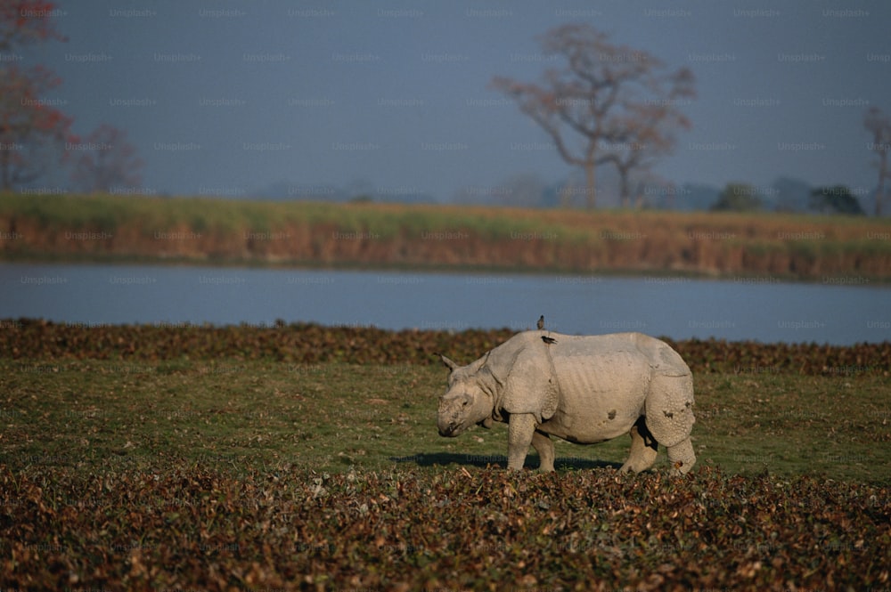 a white rhino standing on top of a grass covered field