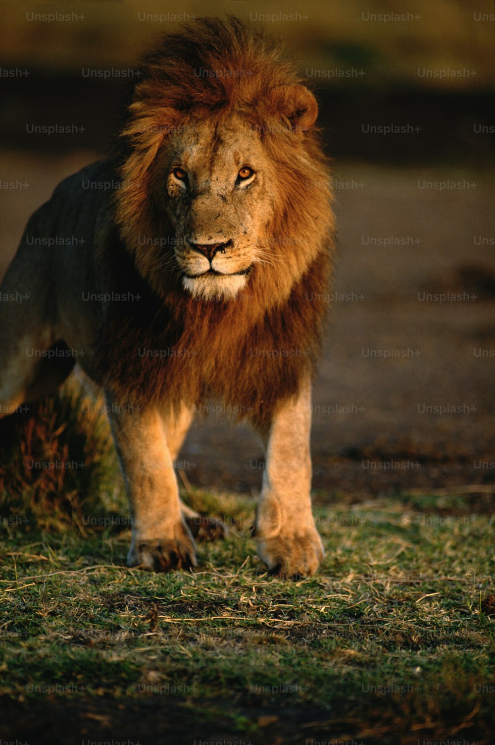 a lion standing on top of a grass covered field