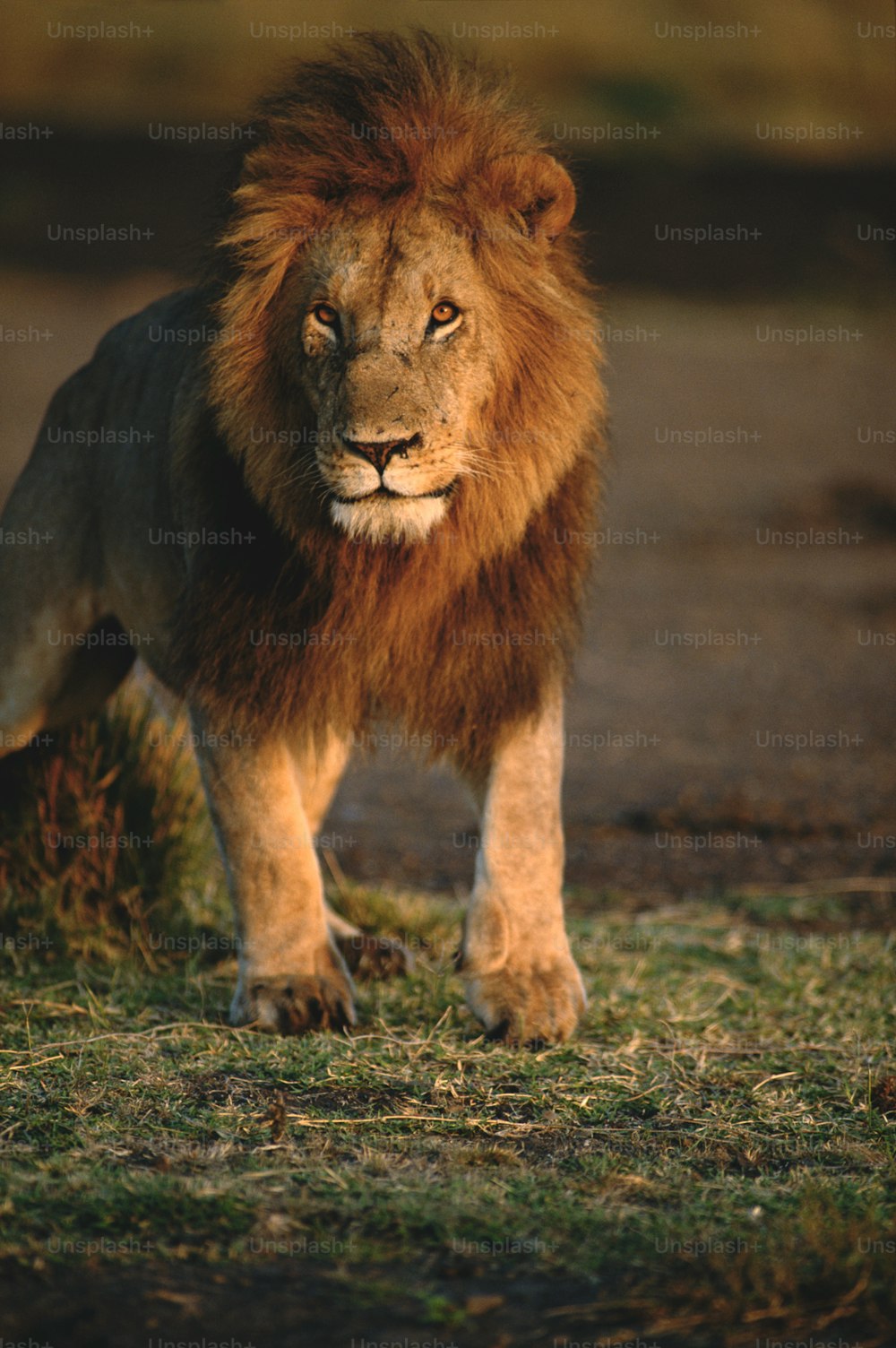 Un leone in piedi sulla cima di un campo coperto di erba