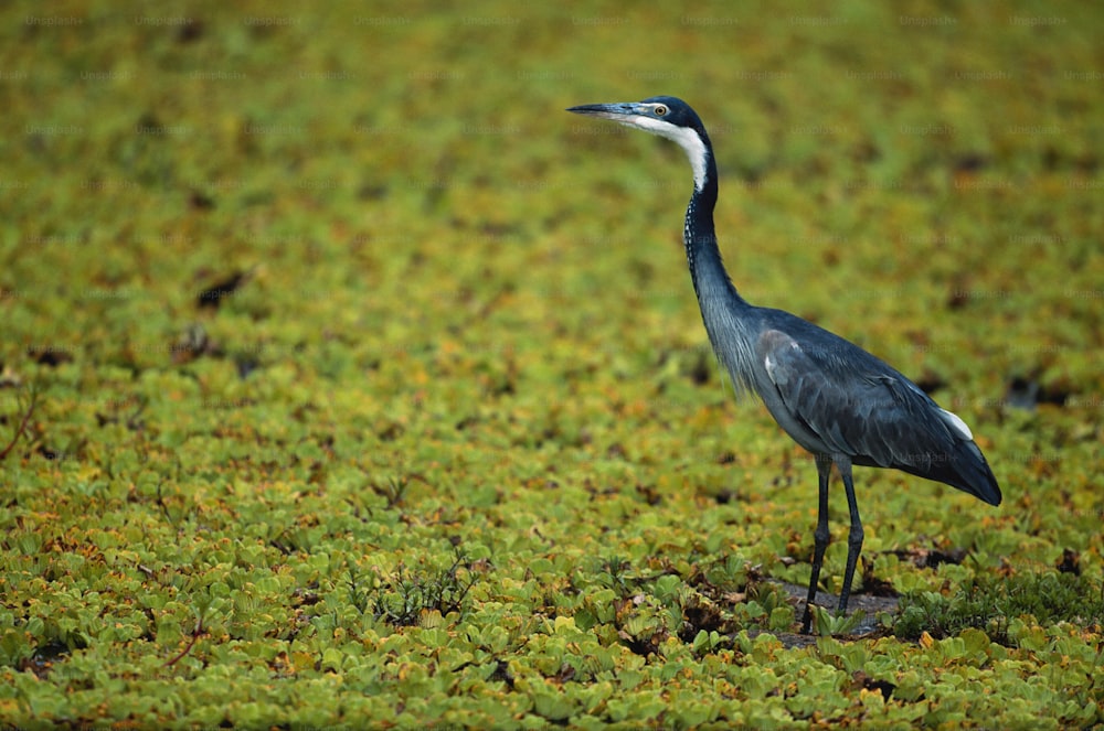 a large bird standing on top of a lush green field